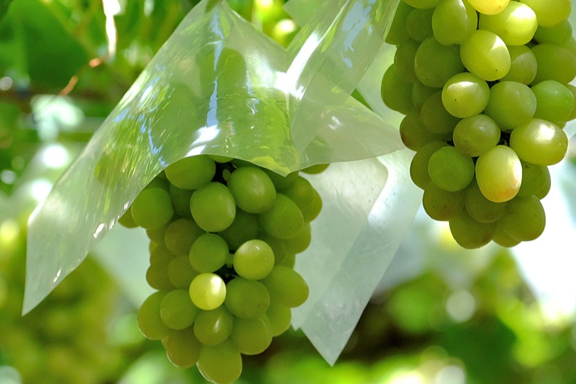 ほっぺた落ちるシャインマスカット