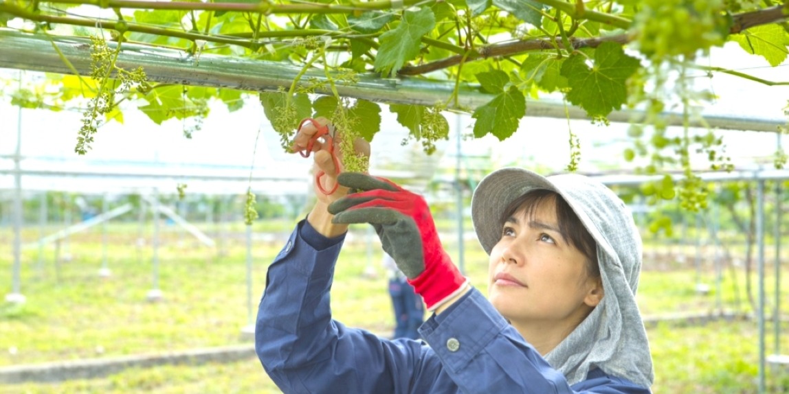 ブドウお手入れ