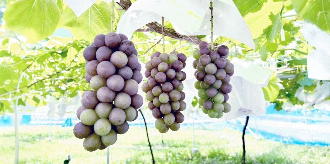 高品質ブドウ